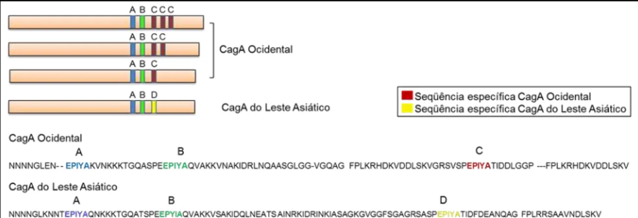 Figura 8. Diversidade nos locais de fosforilação de tirosina de CagA.  