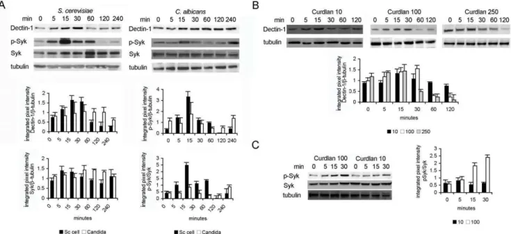 Figure 6. Immunoblot analyses of Dectin-1 and Syk upon fungal recognition. DCs were stimulated with live S