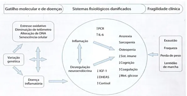 Figura 2. Conexão molecular, fisiológica e clinica da funcionalidade. 