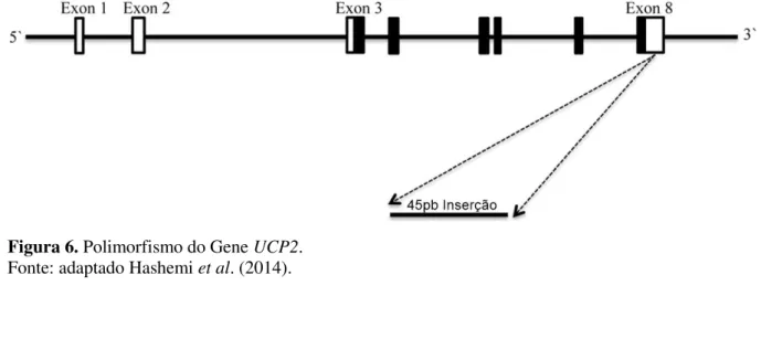 Figura 6. Polimorfismo do Gene UCP2. 