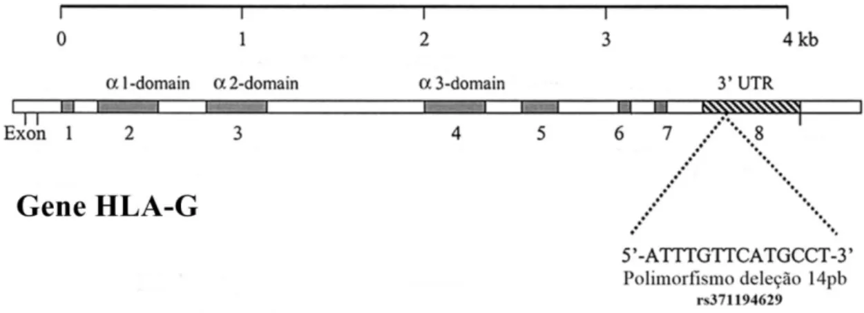 Figura 7. Polimorfismo do Gene HLA-G. 