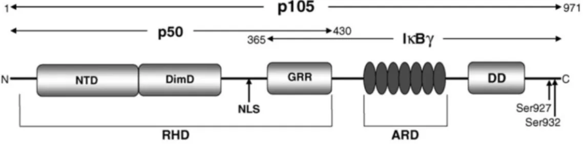 Figura 10. Estrutura da Proteína p105. 