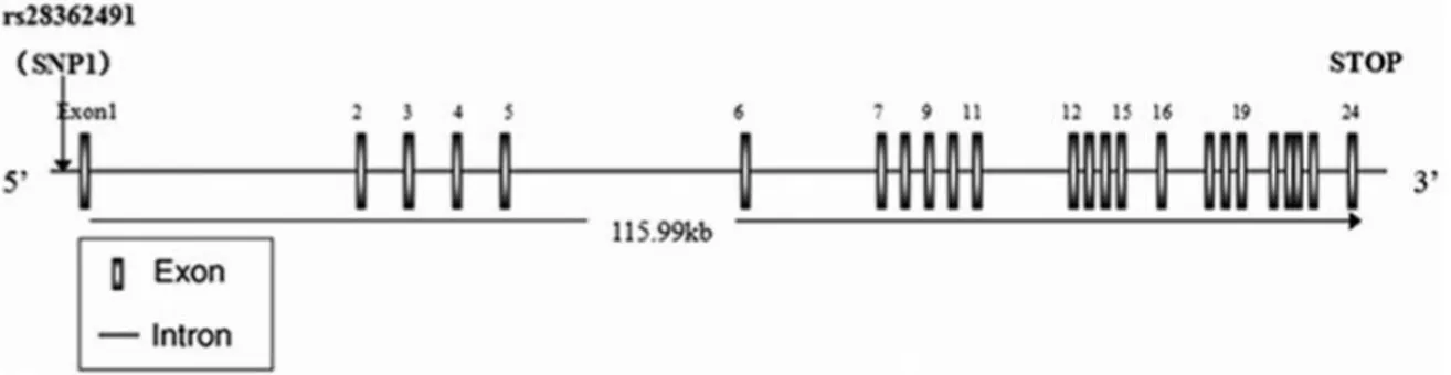 Figura 11. Polimorfismo do Gene NFkB1 (rs28362491). 
