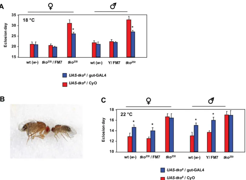 Fig 6. Partial rescue of tko 25t by gut-specific expression of tko. (A, C) Means ± SD of times to eclosion of flies of the sex and genotypes indicated, on high-sugar medium, at (A) 18°C or (C) 22°C