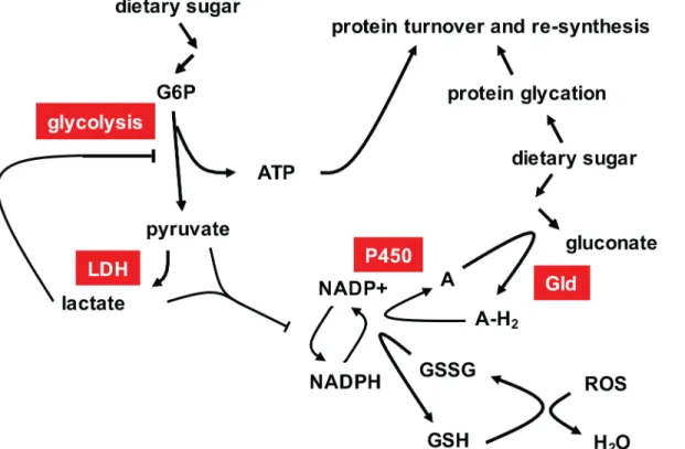 Fig 7. Summary model of the metabolic phenotype of tko 25t in high-sugar medium. High dietary sugar and mitochondrial dysfunction stimulate glycolysis, which is nevertheless limited by the build up of pyruvate and/or lactate, produced by lactate dehydrogen