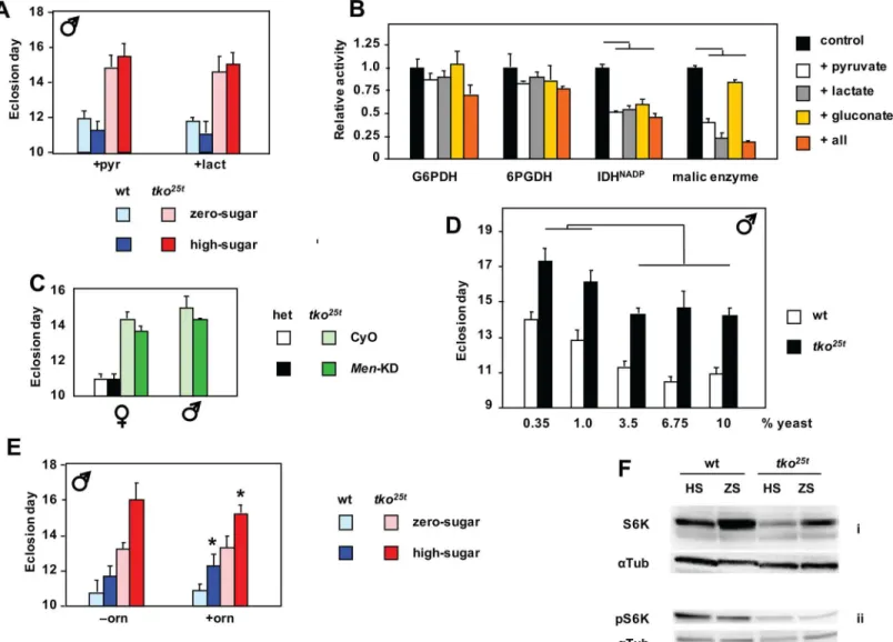 Fig 4. Metabolic phenotype of tko 25t and its modulation. (A) Time to eclosion of male flies of the indicated genotypes and growth conditions, on medium supplemented with pyruvate (pyr) or lactate (lact)