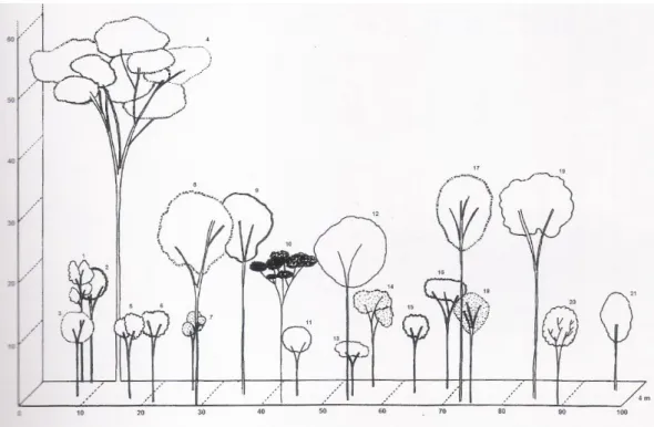 Figura 12 – Perfil fisionômico-estrutural de parcela em floresta de terra firme. 
