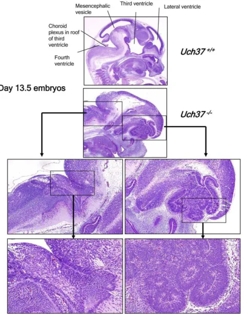 Figure 2. Uch37 -deficient embryos show defects in brain development. Histological examination of 13.5 days old embryos revealed that, when compared to age-matched Wt embryos, Uch37 2/2 mice showed undeveloped lateral and third ventricles in forebrain area