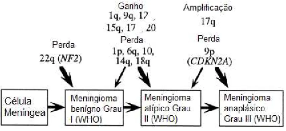 Figura  02.  Modelo  proposto  de  alterações  genômicas  na  progressão  do  meningioma