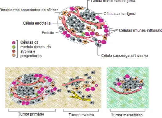 Figura 03. As células do microambiente tumoral. Adaptado de Hannahan &amp; Weimberg, 2011