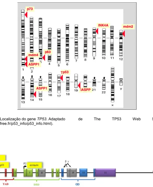 Figura 04. Localização do gene TP53. Adaptado   de  The  TP53  Web  Site  (http://p53.free.fr/p53_info/p53_info.html).