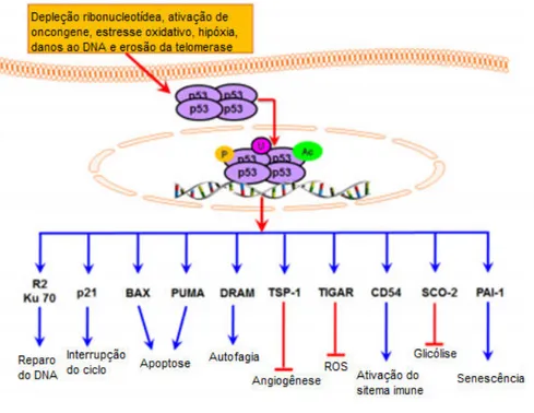 Figura 06. Contribuições da p53 em múltiplos processos celulares em resposta a diversos estresses  celulares (Subhasree et al., 2013)