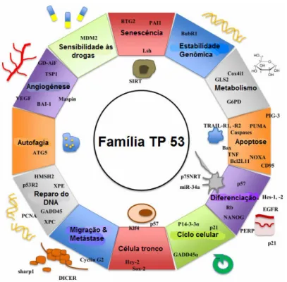 Figura 07. Funções do gene TP53, homólogos TP63 e TP73 e seus alvos (Pflaum et al., 2014)