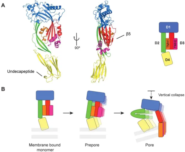 Figure 1. CDC domain organisation and mechanism of pore formation. A. Crystal structure of the archetypal CDC PFO and its schematic representation