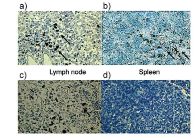 Figure 4. Sustained high-level of HIV dissemination and infection progression. (A) Humanized mice were i.v
