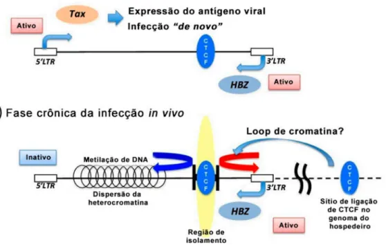 Figura 2 - Mecanismos de regulação proviral do HTLV-1. A) Figura esquemática do provirus  na  fase  inicial  da  infecção  ou  in  vitro,  quando  há  expressão  de  proteínas  estruturais a partir do terminal LTR 5’