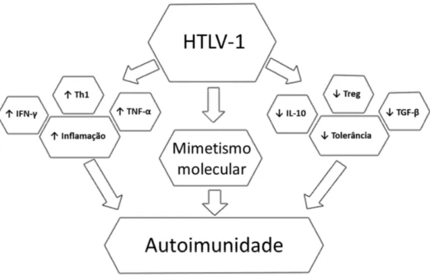 Figura 4 - Mecanismos envolvidos na resposta autoimune observada na infecção pelo HTLV- HTLV-1