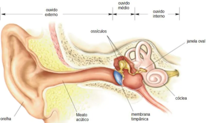 Figura  1.  Diagrama  esquemático  do  ouvido  humano  (Adaptado  de  BEAR,  CONNORS  &amp; 