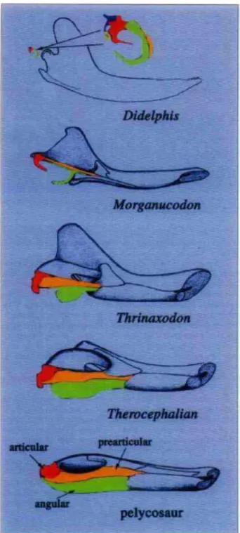 Figura 3. Alterações morfológicas dos ossos da mandíbula que levaram à formação do ouvido  médio em répteis e mamíferos (Adaptado de MENG, 2003)