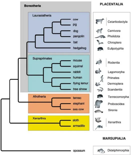 Figura 4. Árvore filogenética dos mamíferos placentários (Fonte: KRIEGS et al., 2006) 