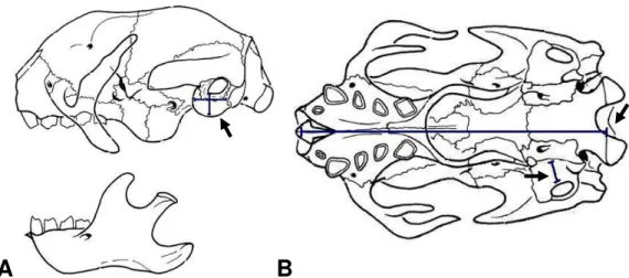 Figura  5.  Desenho  esquemático  do  crânio  de  Bradypus  variegatus .  (A)  Vista  lateral  do  crânio e do maxilar inferior indicando o posicionamento utilizado para as medições da altura e  do  comprimento  da  bula  timpânica  (seta)