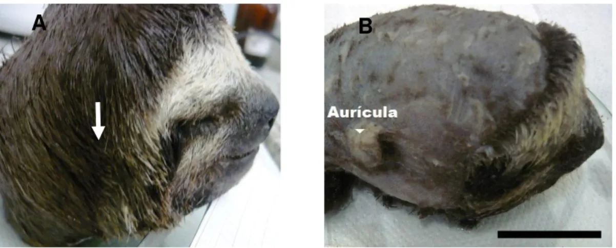 Figura  9.  Fotografia  da  cabeça  de  Bradypus  variegatus.  (A)  Posição  da  aurícula  (seta)  encoberta  pela  pelagem