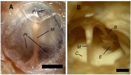 Figura 11. (A) Fotografia da membrana timpânica da  Bradypus variegatus . Pf: Parte flácida; 
