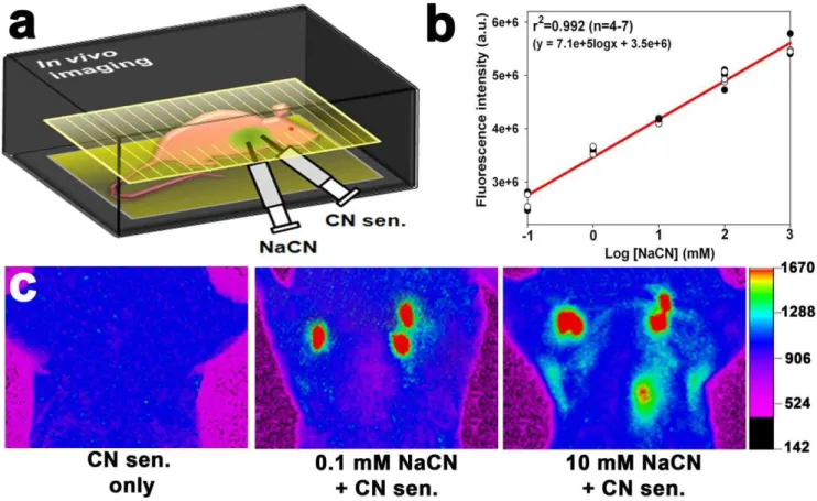 Figure 2. In vivo imaging of CN in the lungs of live mice using the CN sensor. (a) Experimental scheme for the in vivo imaging in the mouse lungs injected with NaCN