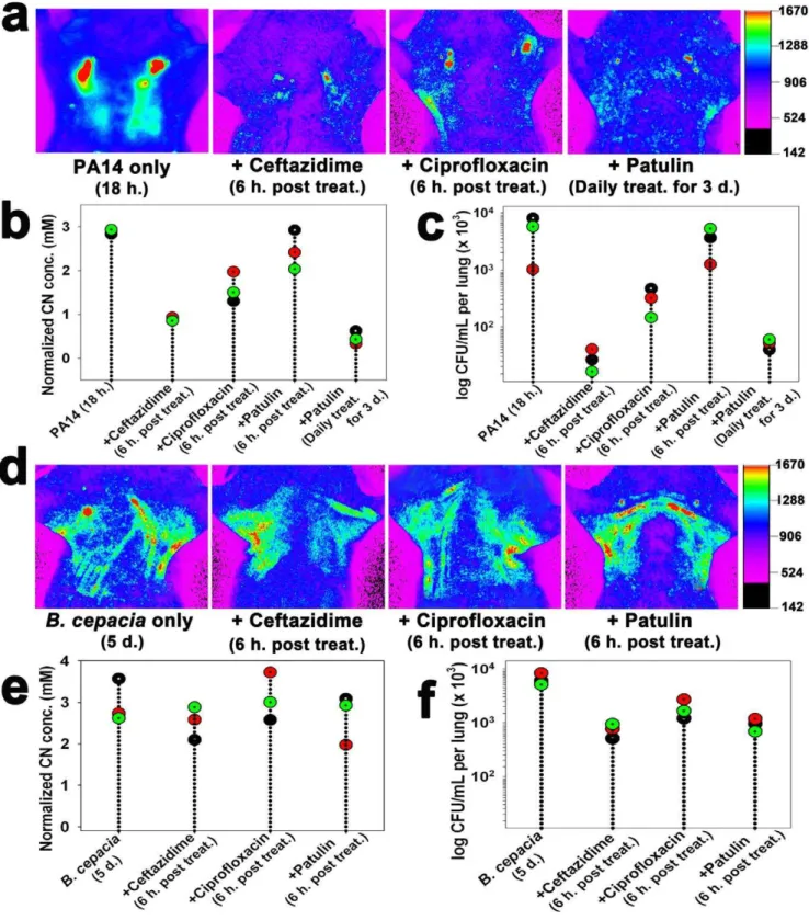 Figure 5. The effects of antimicrobial treatments on CN production in infected lungs. (a) In vivo images of CN in the lungs of PA14- PA14-infected mice treated with antibiotics