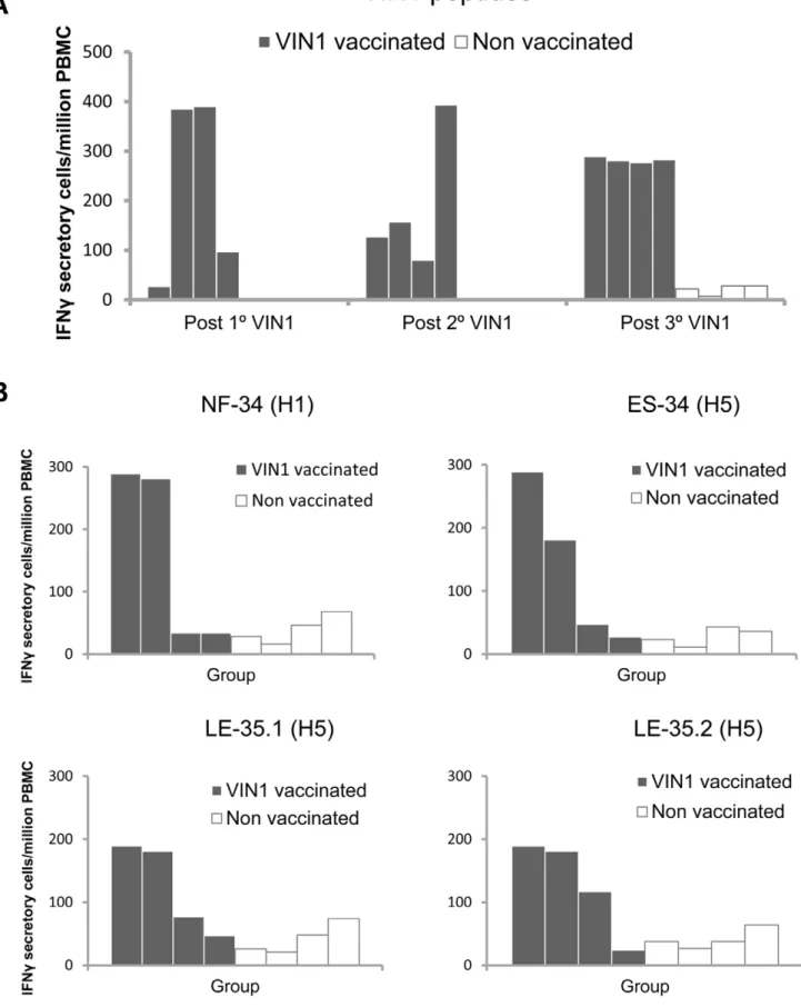 Figure 2. VIN1-HA1 derived peptides immunization induces strong T-cell responses in pigs
