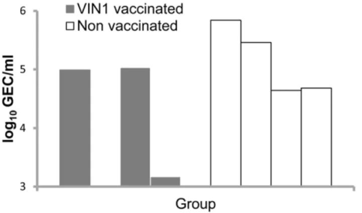 Figure 3. Immunization with VIN1-HA1 partially protects pigs in vivo against heterologous challenge with pH1N1