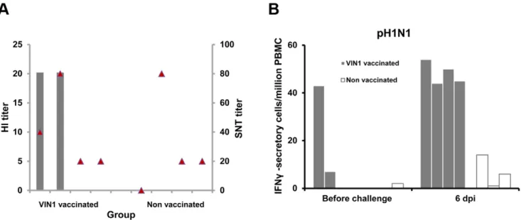 Figure 5. Immunization with the VIN1-HA1 peptide induces specific antibodies and T-cells against the heterologous pH1N1 virus.