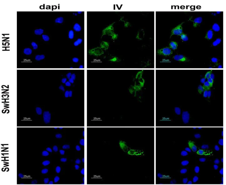 Figure 6. VIN1-sera recognize distinct viral subtypes. Indirect immunofluorescence of either H5N1, SwH3N2 or SwH1N1-infected MDCKs cells at 16 hpi using as primary antibody the serum from one pig (representative of the group), immunized three times with VI