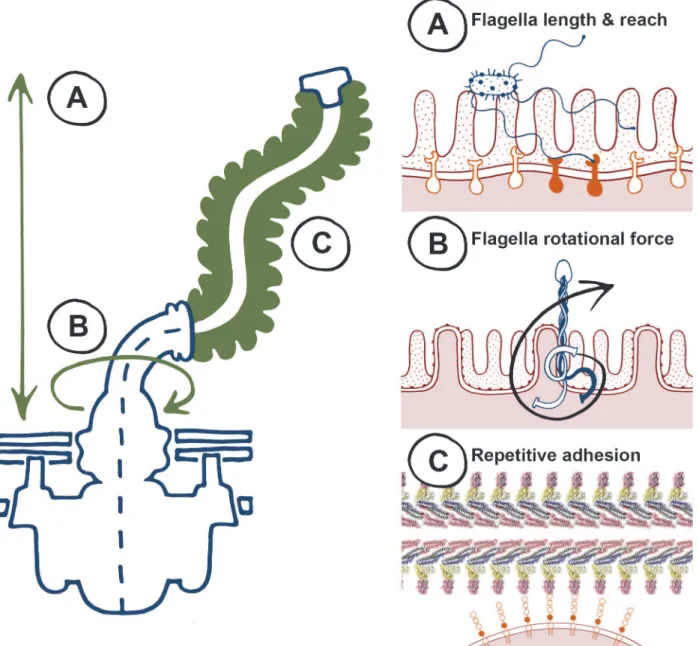 Figure 1. The biophysical properties of flagella, to “twist and stick,” lend themselves towards nonspecific adhesion