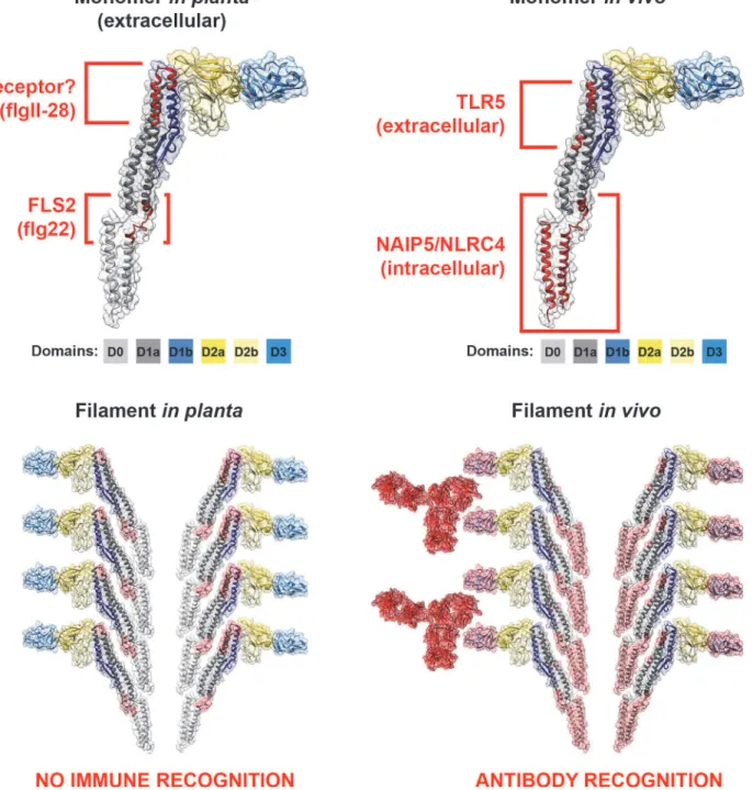 Figure 2. Cross-kingdom immune recognition of flagellin structures. Top: backbone of the key residues of flagellin recognized by plant (left) and animal (right) innate immune receptors are highlighted in red