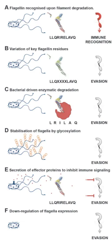 Figure 3. A variety of mechanisms employed to “dodge” the flagellin innate immune response