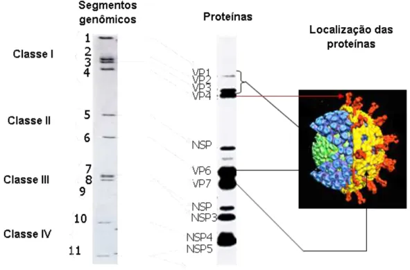 FIGURA 3: Representação esquemática, perfil eletroforético dos segmentos  genômicos e proteínas de rotavírus