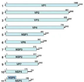Figura  3:  Representação  do  genoma  segmentado  do  RV  e  as  respectivas  proteínas  codificadas 