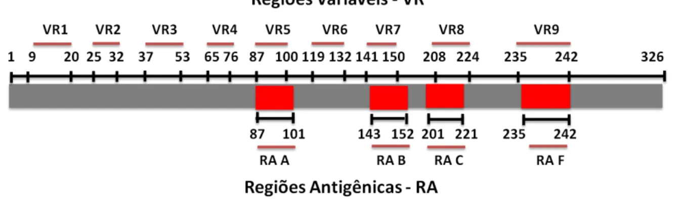 Figura 5: Demonstração das regiões variáveis VR1 (aa 9 - 20), VR2 (aa 25 - 32), VR3 (aa 37 - 53),  VR4 (aa 65 - 76), VR5 (aa 87 - 100), VR6 (aa 119 - 132), VR7 (aa 141 - 150), VR8 (aa  208  -  224)  e  VR9  (aa  235  -  245)  e  das  principais  regiões  a