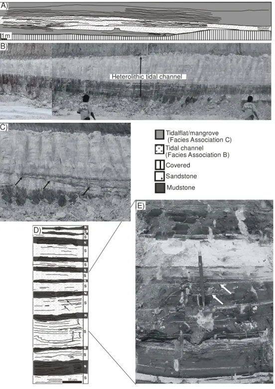 Figure 2.4: Tidal channel (Facies Association B) and tidal flat/mangrove (Facies Association C)