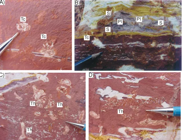 Figure 2.5: A-D) Details of trace fossils representative of tidal channel (Facies Association B)  and tidal flat/mangrove deposits (Facies Association C): Thalassinoides (Th), Planolites (Pl),  Teichichnus (Tc) and Skolithos (S)