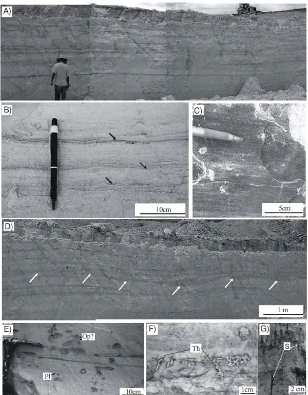 Figure 2.6: Upper flow regime tidal sand flat/sand bar (Facies Association D). A) General view  of an outcrop illustrating tabular sandstones with horizontal to low-angle dipping cross  stratification (Facies St) (man=1.65 m tall)