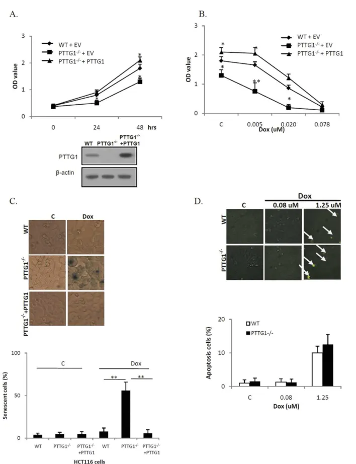 Figure 1. HCT116 PTTG1 2/2 cells are more sensitive to doxorubicin (Dox). a) HCT116 WT and PTTG1 2/2 cells expressing an empty vector (WT+EV and PTTG1 2/2 +EV), and PTTG1 re-introduced PTTG1 2/2 (PTTG1 2/2 +PTTG1) cells were plated in 96-well plates and DN