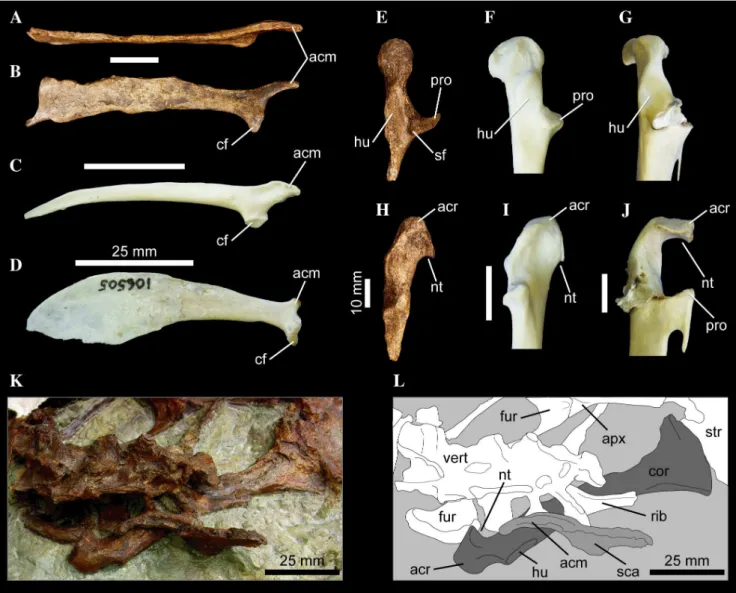 Figure 10) is located slightly lateral to the midline of the tarsometatarsus, unlike the condition in other avian taxa.