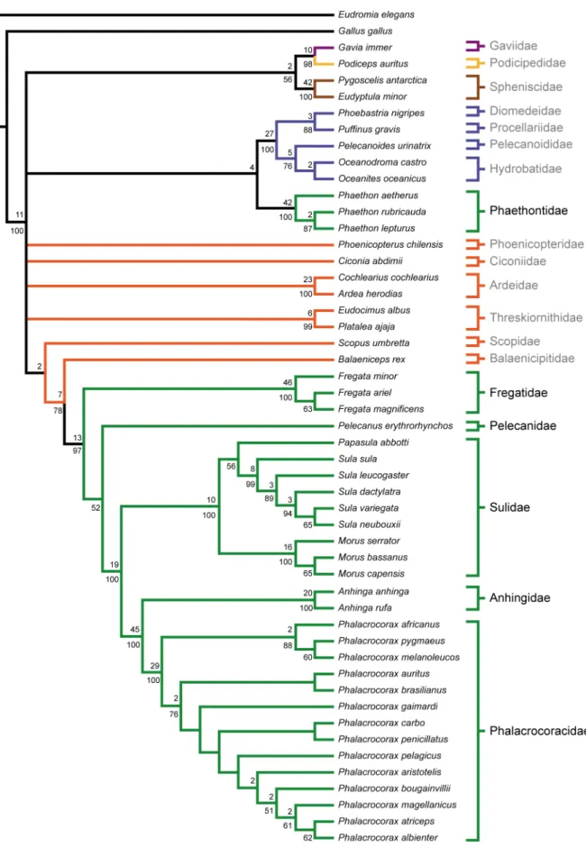 Figure 3. Strict consensus of 7 MPTs from the analysis of extant taxa only. Tree length: 1154, C.I.: 0.461, R.I.: 0.860