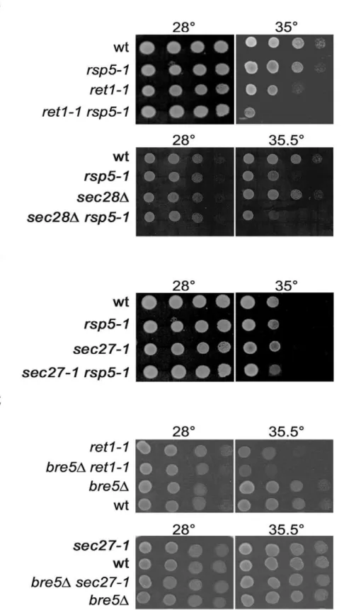 Figure 2. Genetic interaction between rsp5-1 or bre5D and mutations in genes encoding COPI subunits
