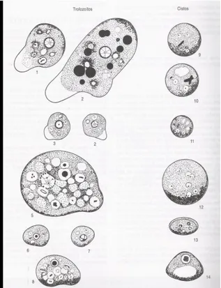 Figura 1  –  Amebas encontradas em humanos: Entamoeba histolytica: 1 e 2)  trofozoítos; 9 e 10) cistos; Entamoeba hartmanni; 11) cistos; Entamoeba coli: 5)  trofozoítos; 12) cistos; Endolimax nana: 6 e 7) trofozoítos; 13) cisto; Iodamoeba 