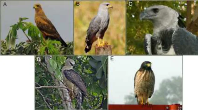Figura  1:  As  espécies  de  Falconiformes  apresentam  características  em  comum  ao  grupo,  como  bico  curvo,  penas  predominantemente  das  cores  branca,  cinza  ou  marrom, olhos voltados para a frente