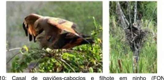 Figura  10:  Casal  de  gaviões-caboclos  e  filhote  em  ninho  (FONTE: 