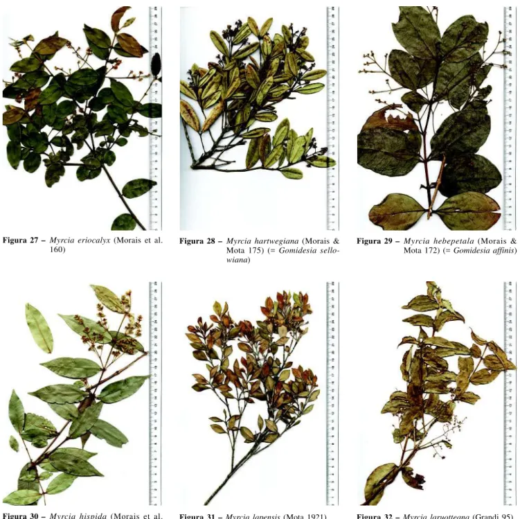 Figura 27 – Myrcia eriocalyx (Morais et al.